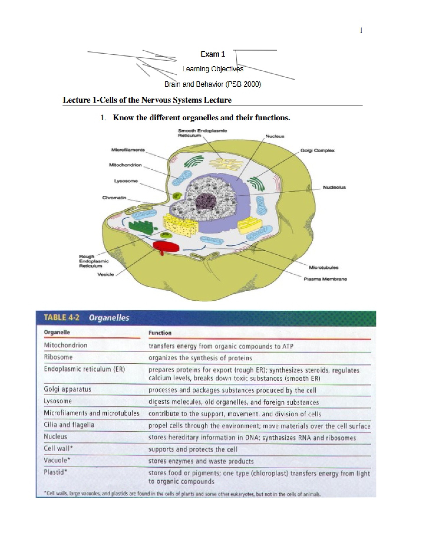 Lecture One Nervous System Cells