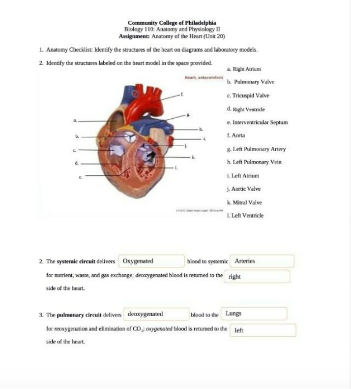 Heart Anatomy Assignment