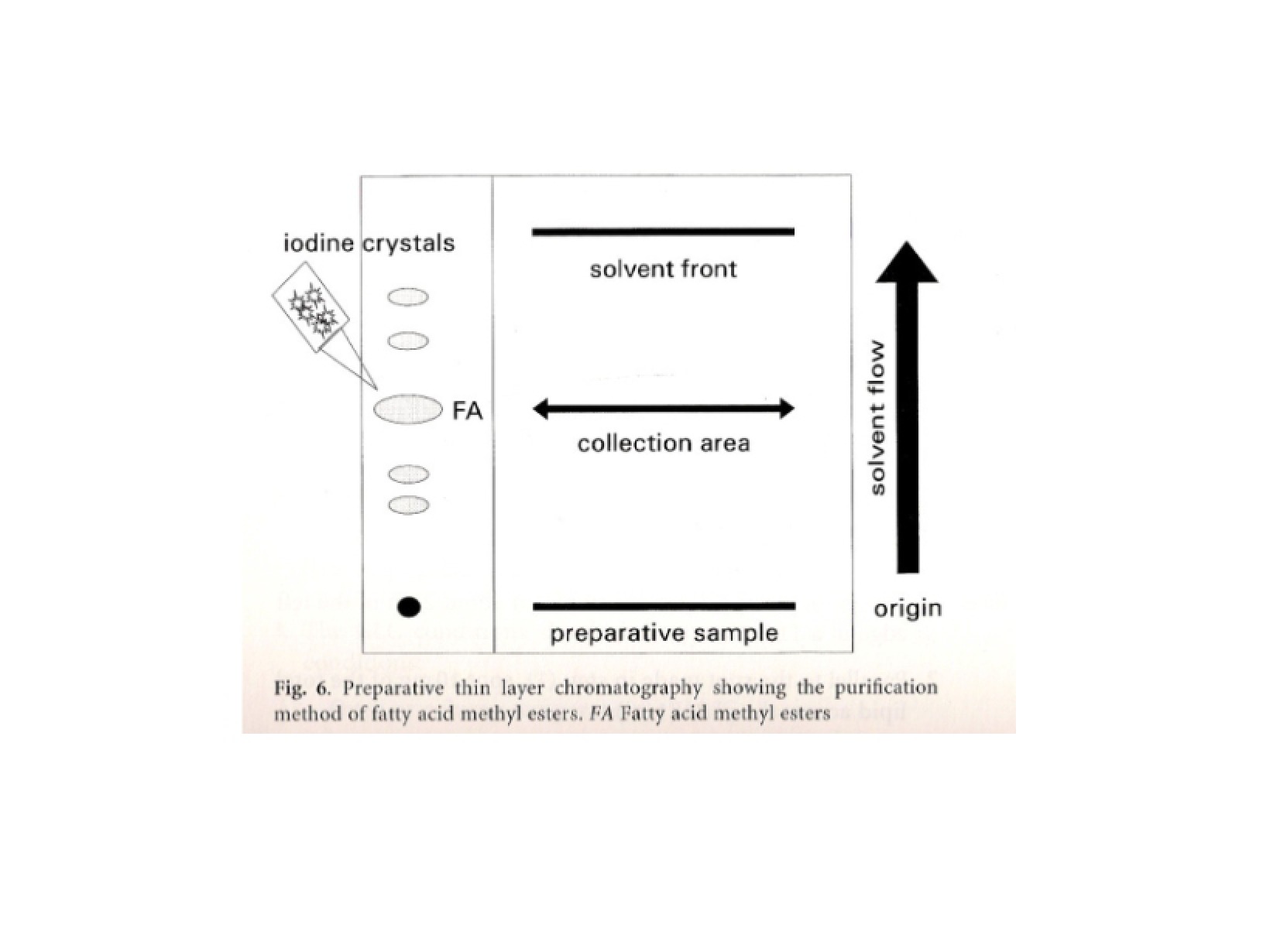 Notes from Biomembranes Lectures