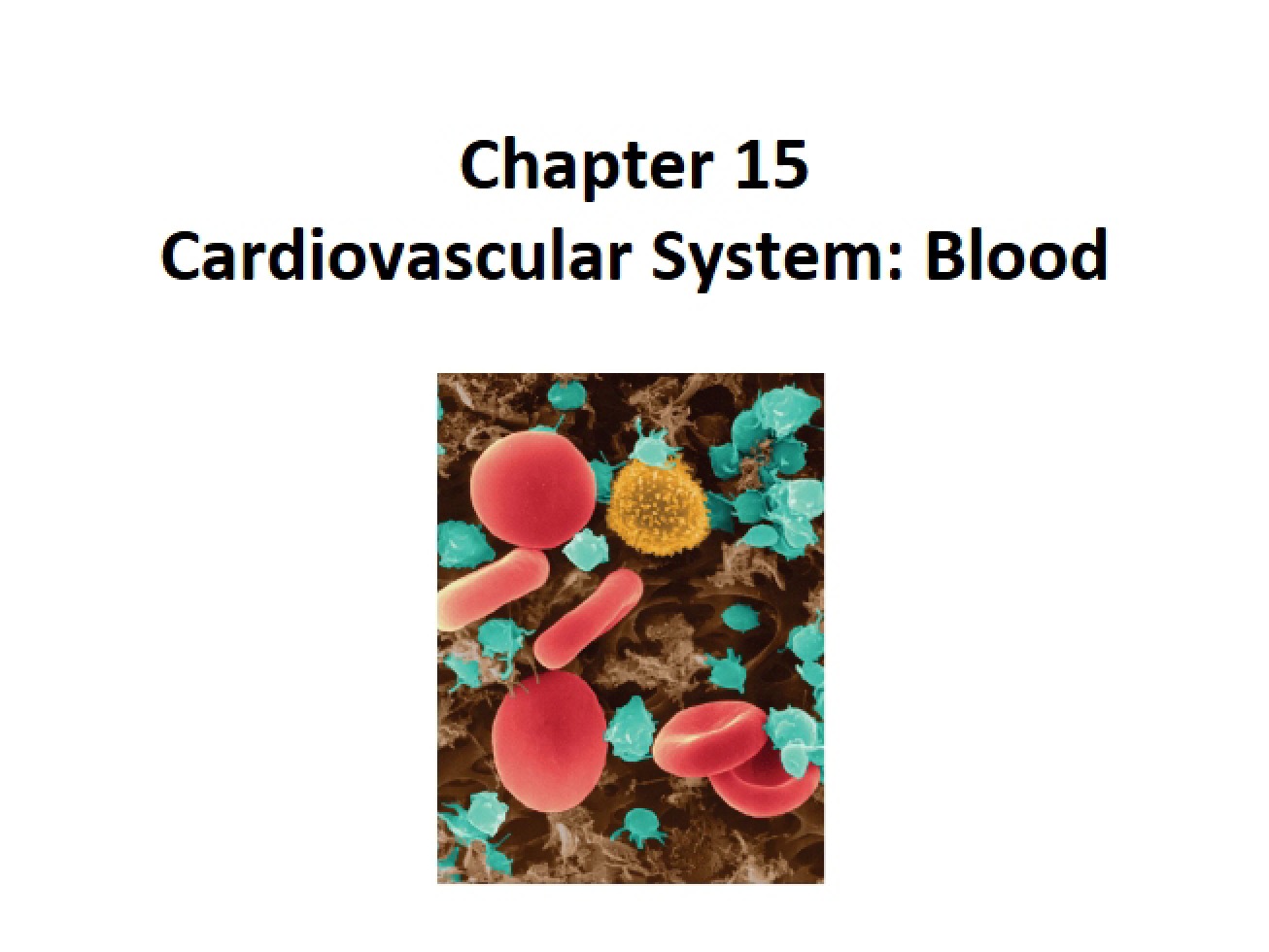 Topic 22 Handout Blood