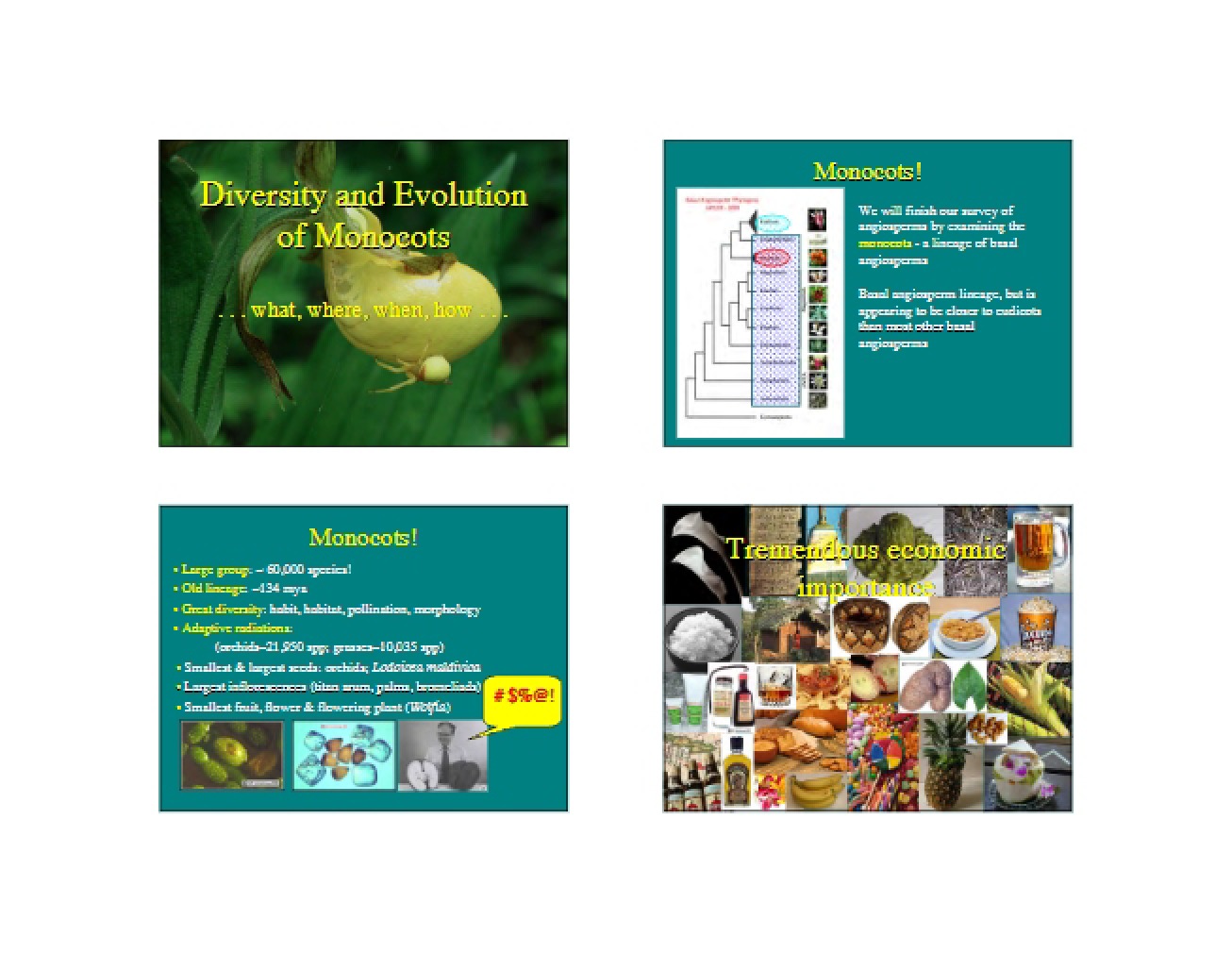 Monocotyledon Evolution and Diversity