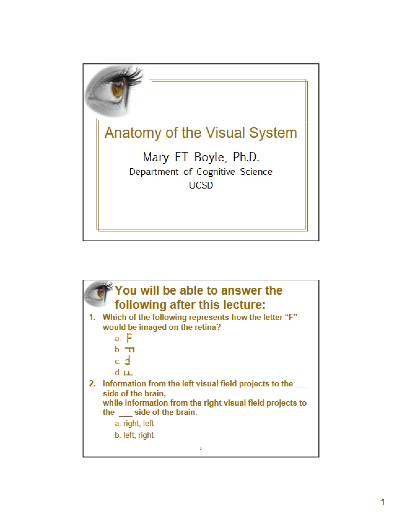 Structural Layout of Human Vision