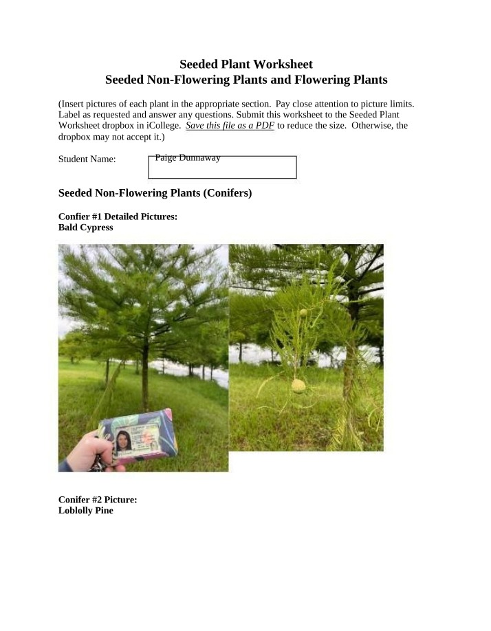 Seeded Plants Worksheet