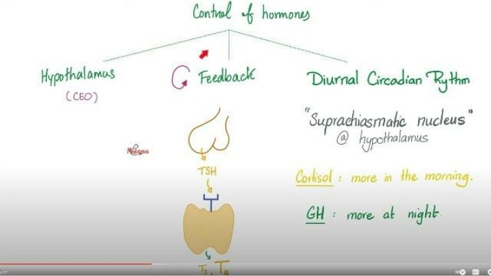 Notes on Hormone Control