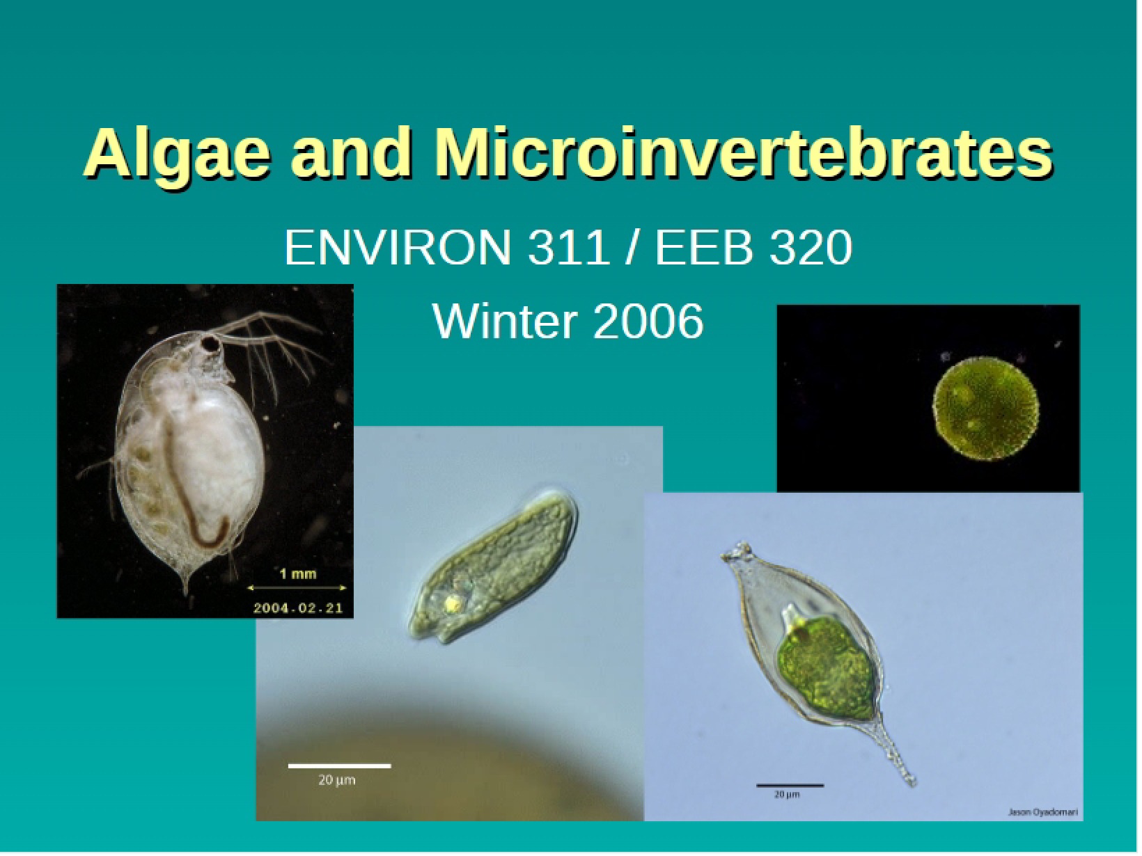 Microinvertebrates and Algae