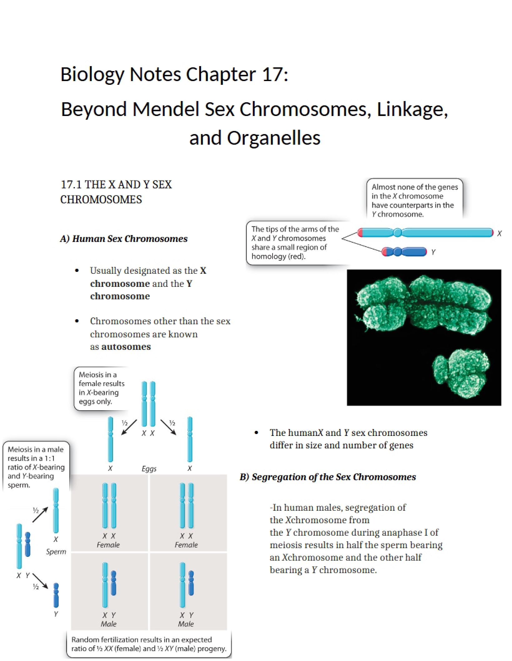 Sex Chromosomes Beyond Mendel