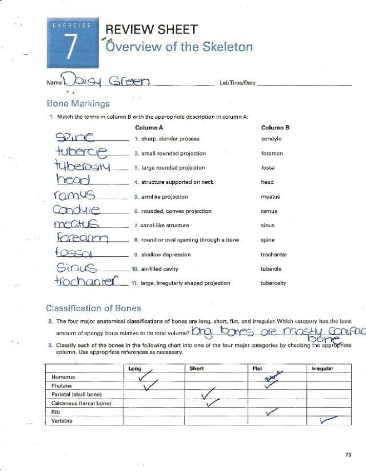 Review Sheet for the Skeleton