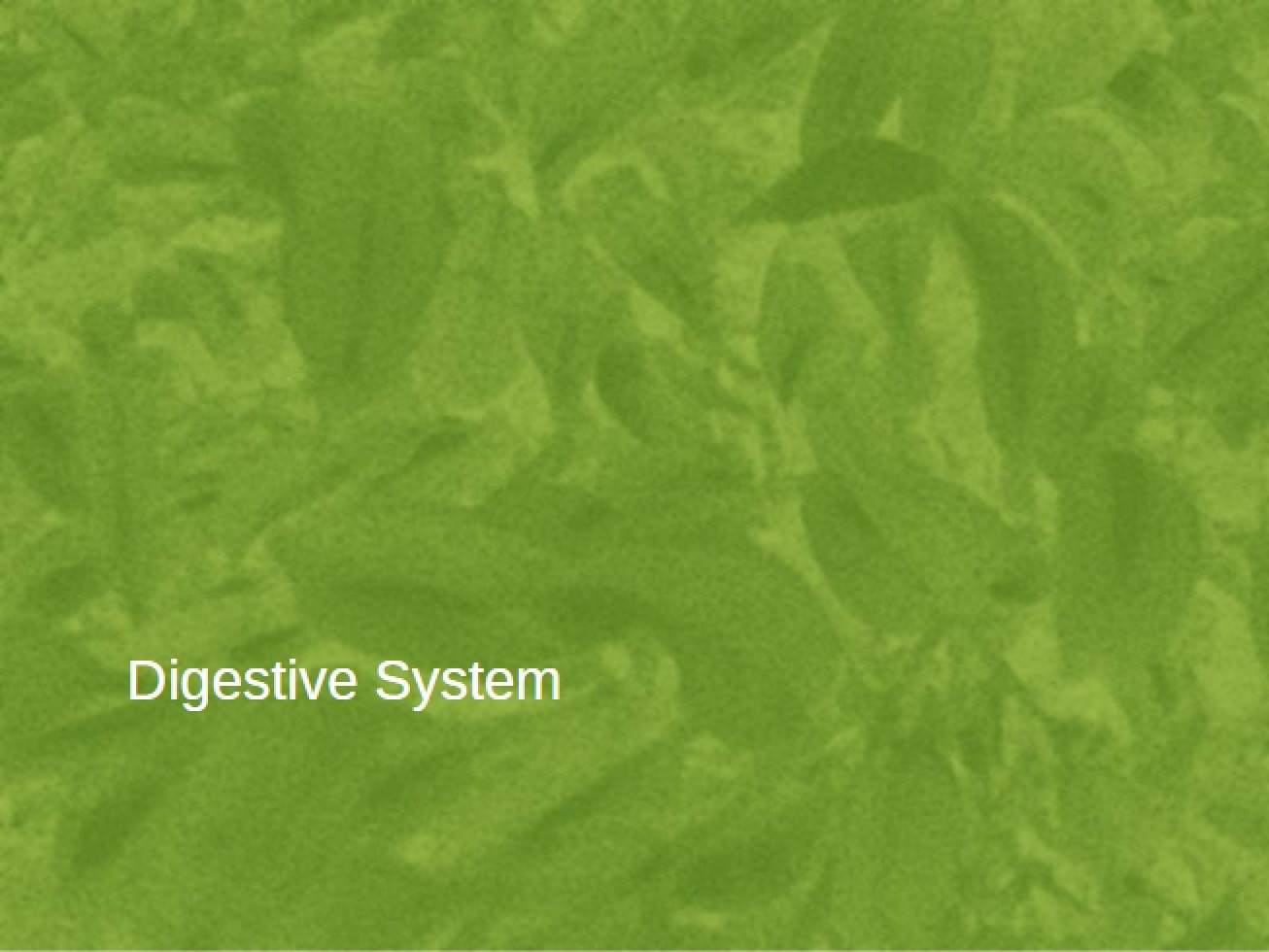 Digestive System
