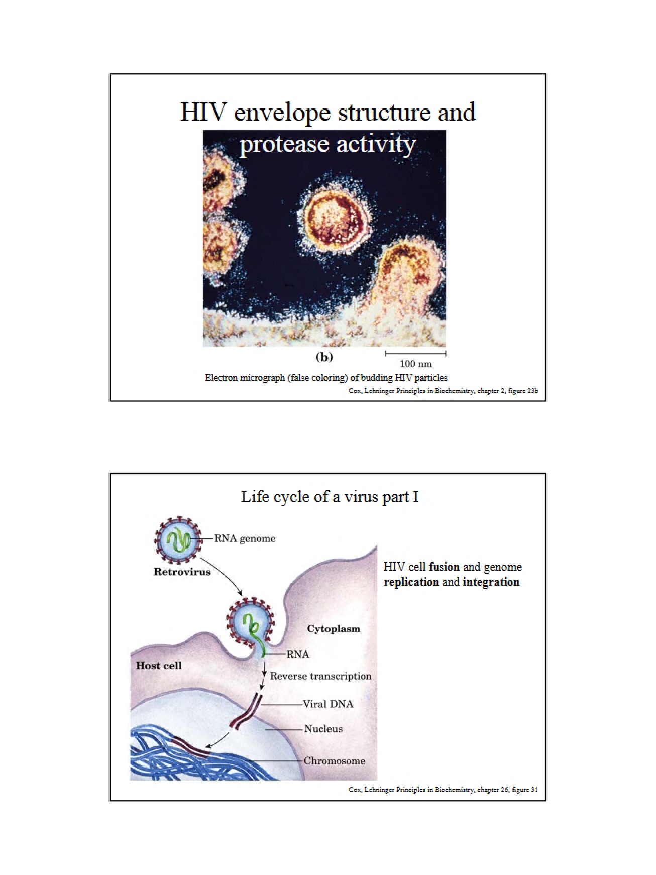 Study on the Human Immunodeficiency Virus
