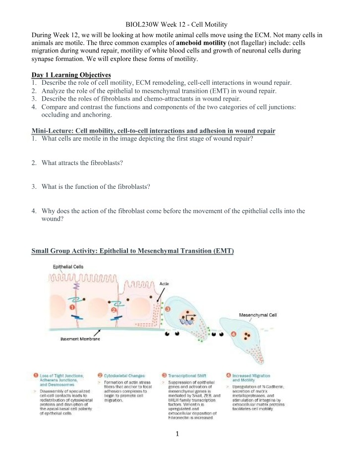Cell Motility - Week 12