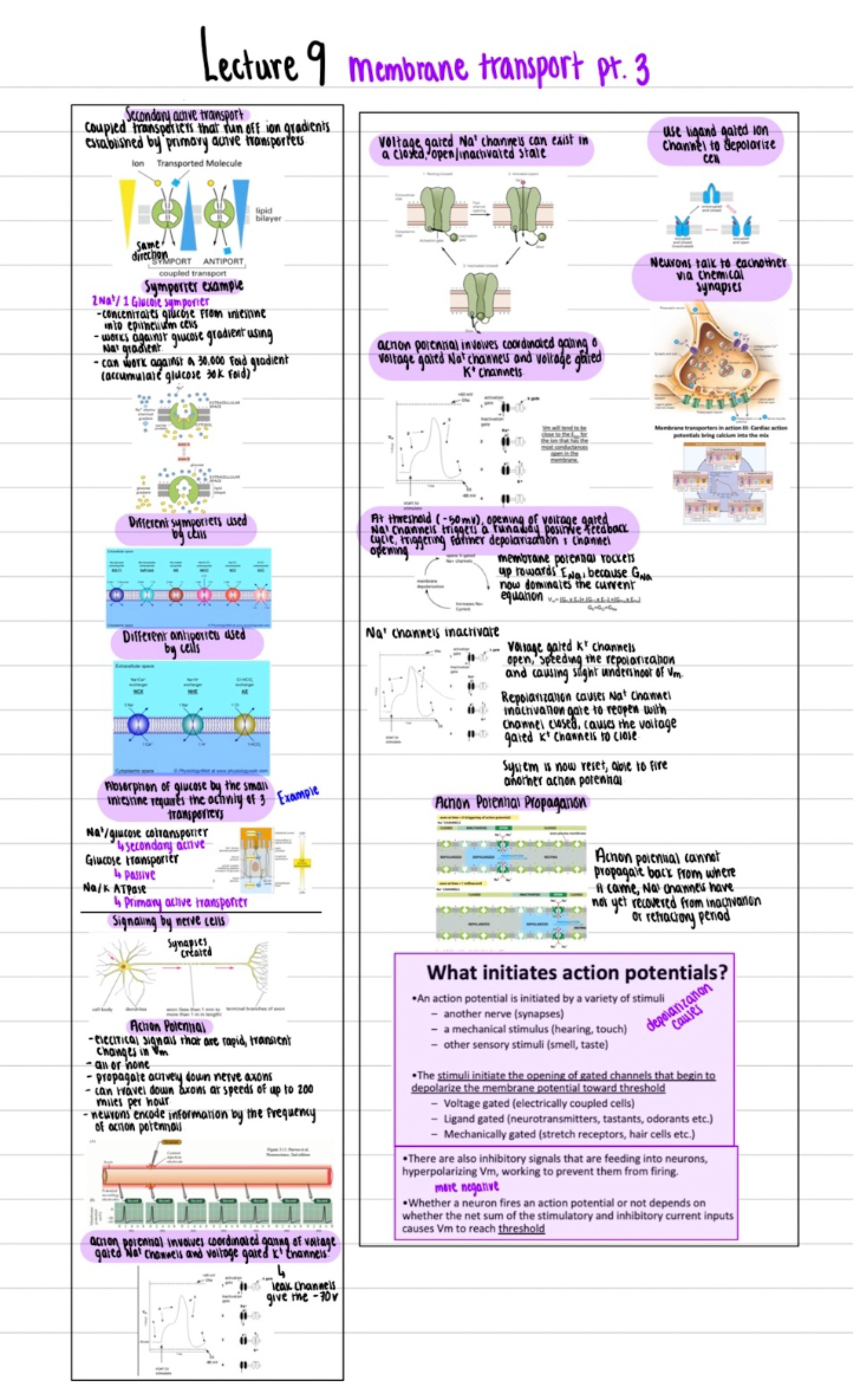 Transport Membrane