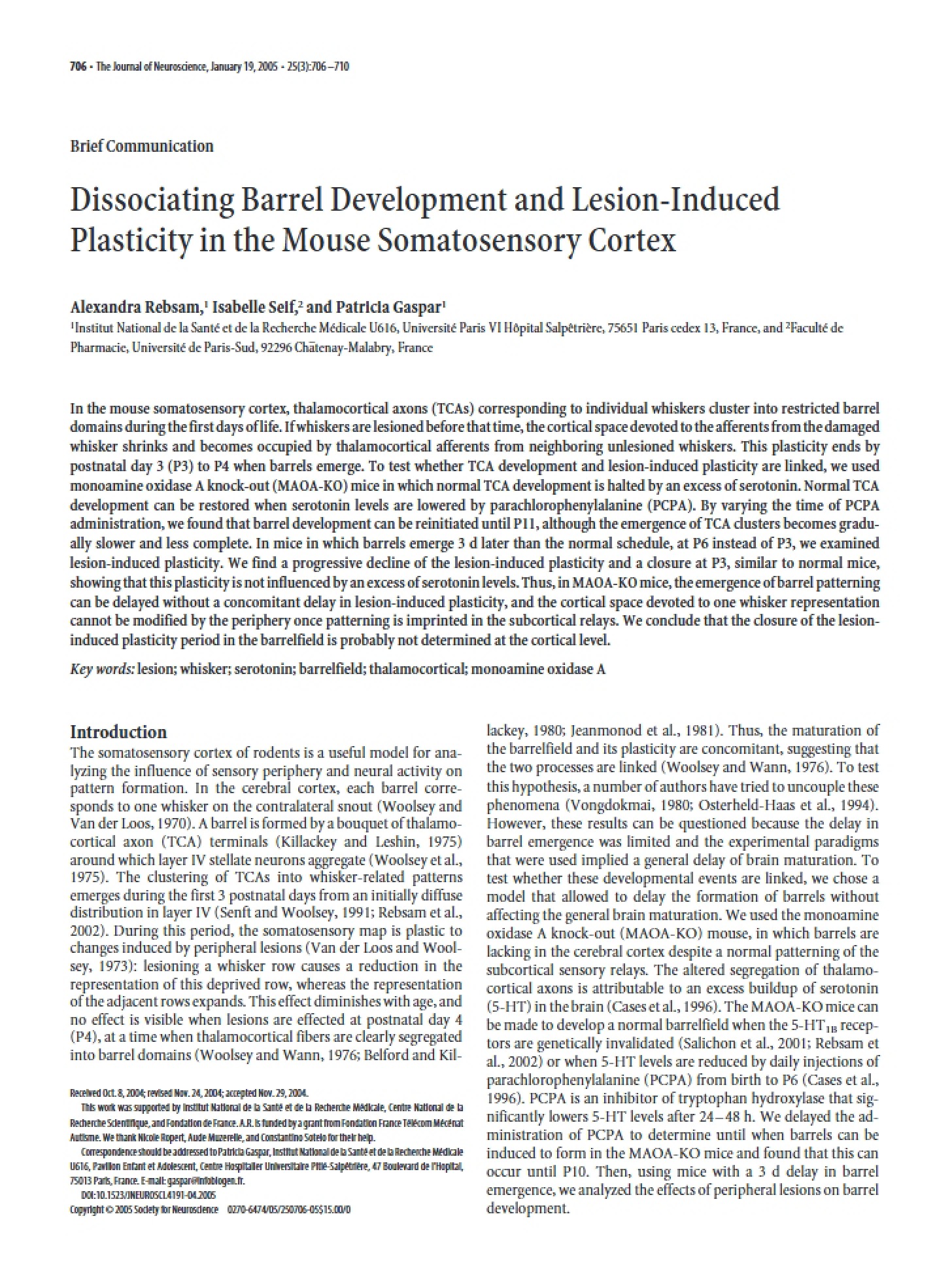 Mouse Somatosensory Cortex Separation of Lesion-Induced Plasticity and Barrel Development
