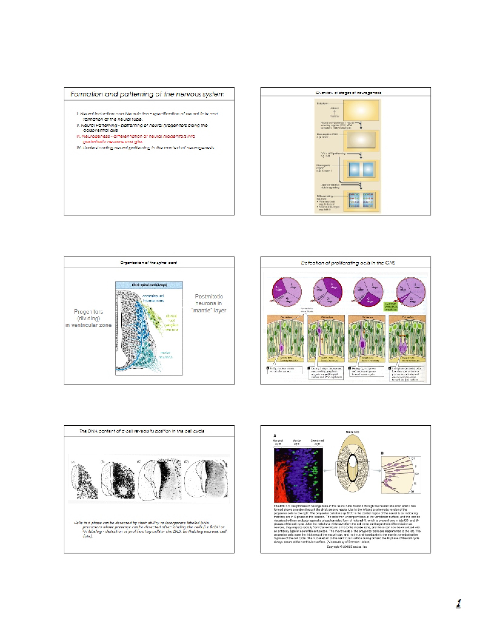 Class Notes for Dev Genetics