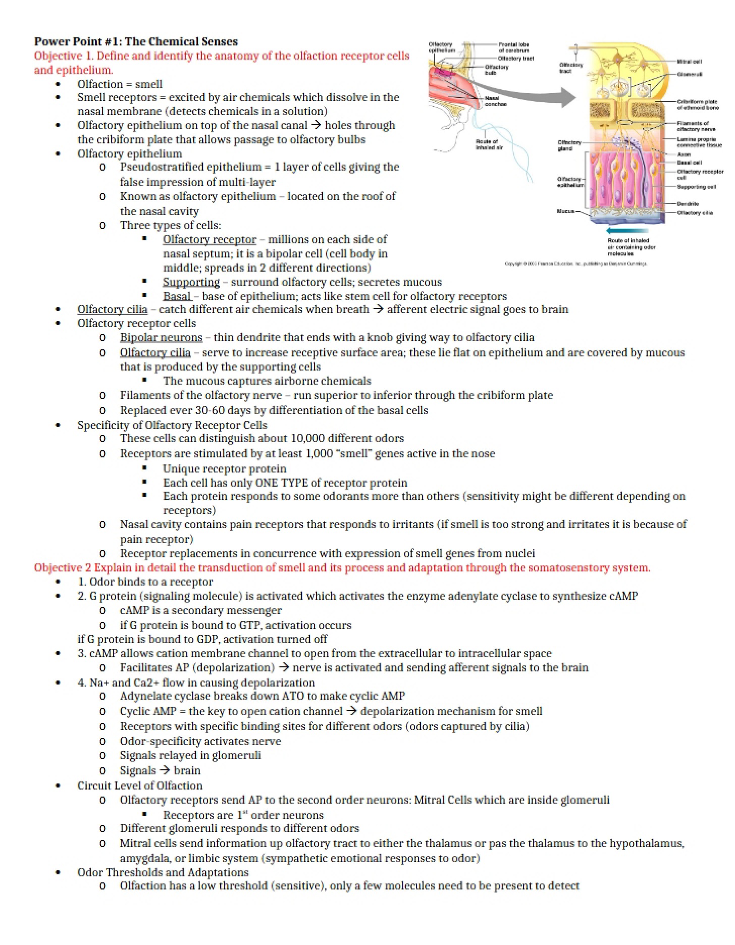 Chemical Senses Notes