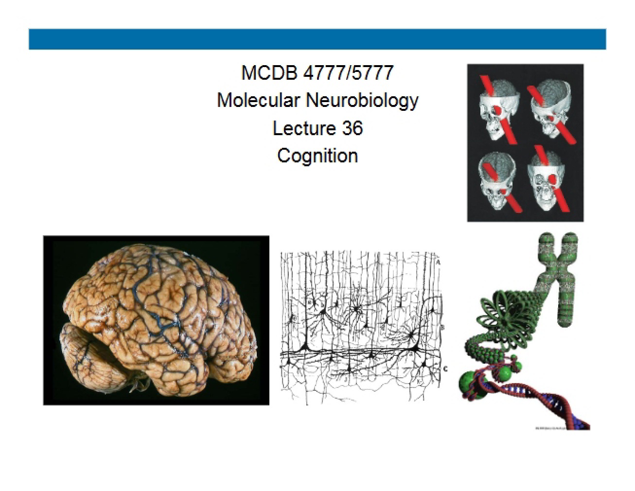 Concepts of Cognition
