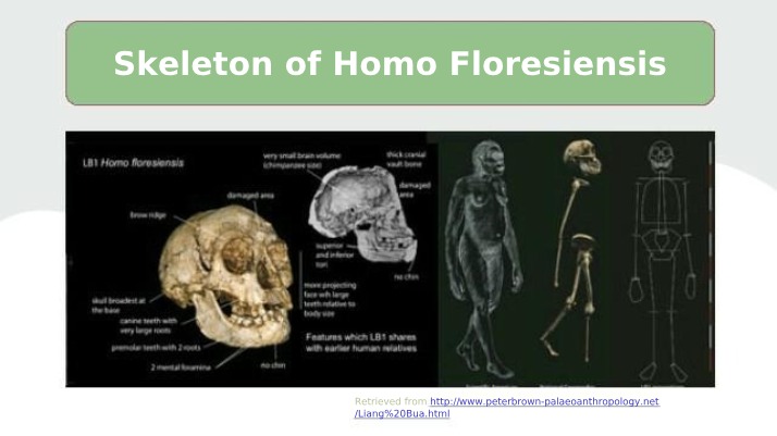 Homo Floresiensis Skeleton - Unique Characteristics
