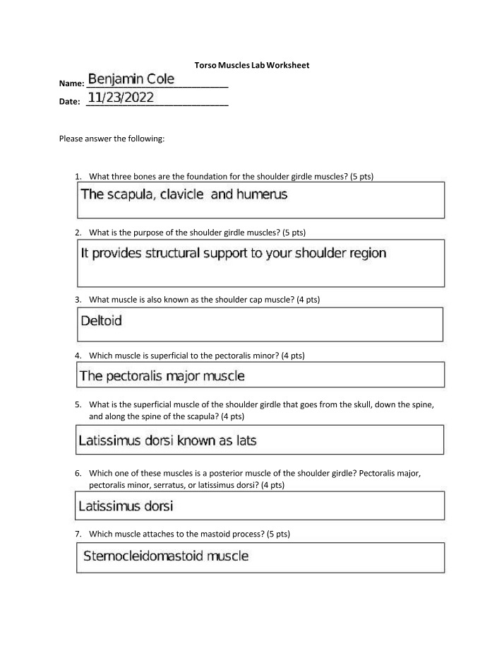 Lab Worksheet on Torso Muscles