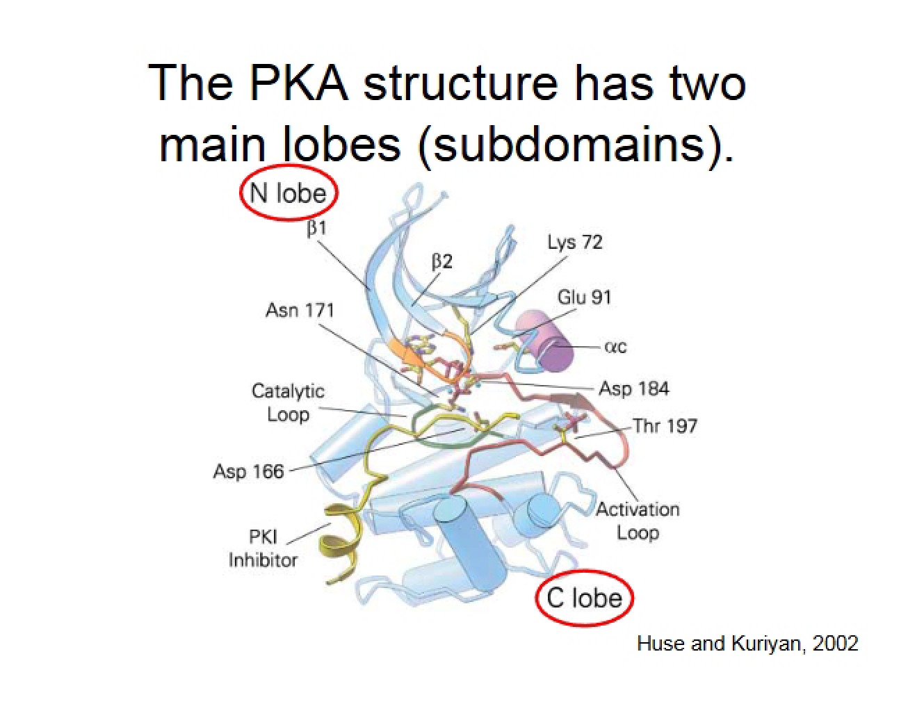 Lecture Content for Structural Biochemistry
