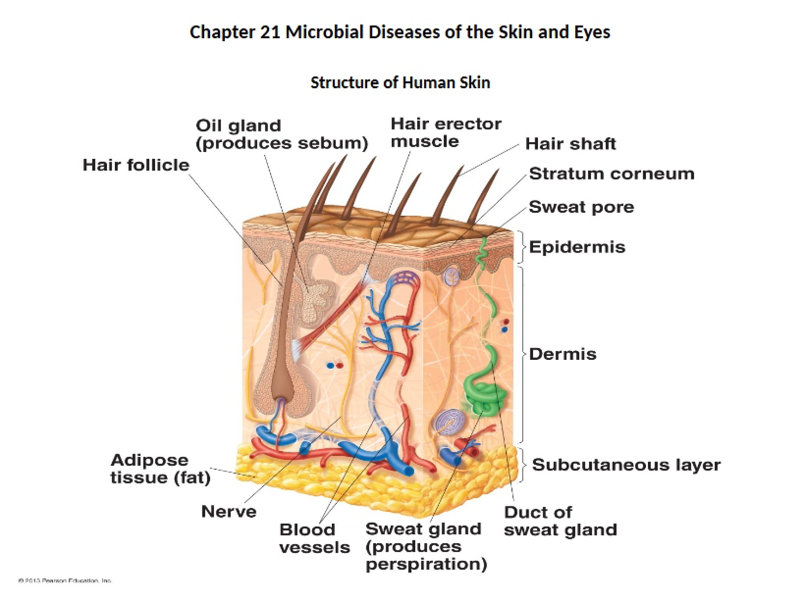 Skin Microbial Diseases - Chapter 21