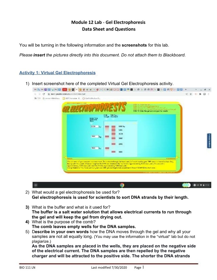 Gel Electrophoresis Data Sheet and Questions - Module 12 Lab