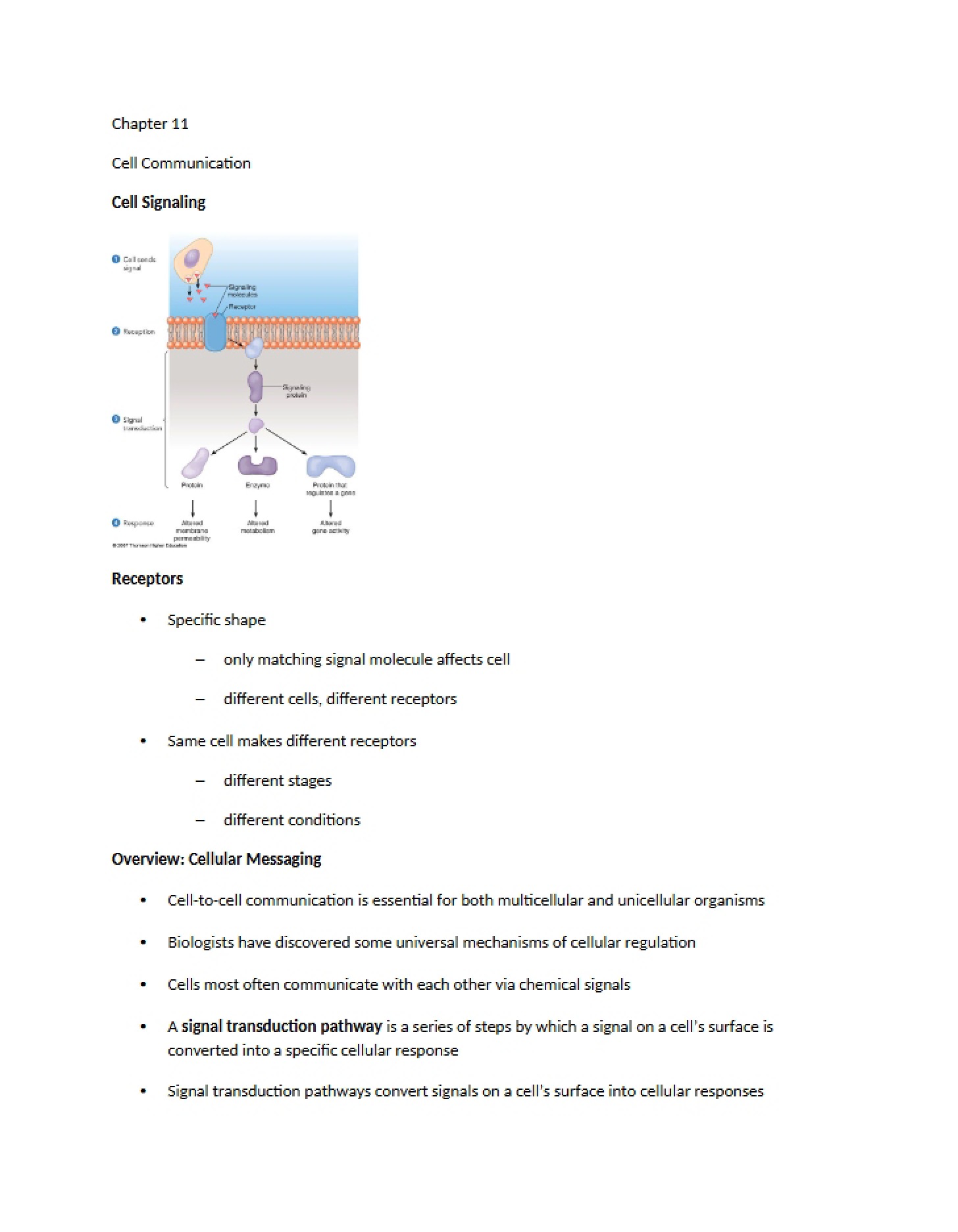 Communication Between Cells