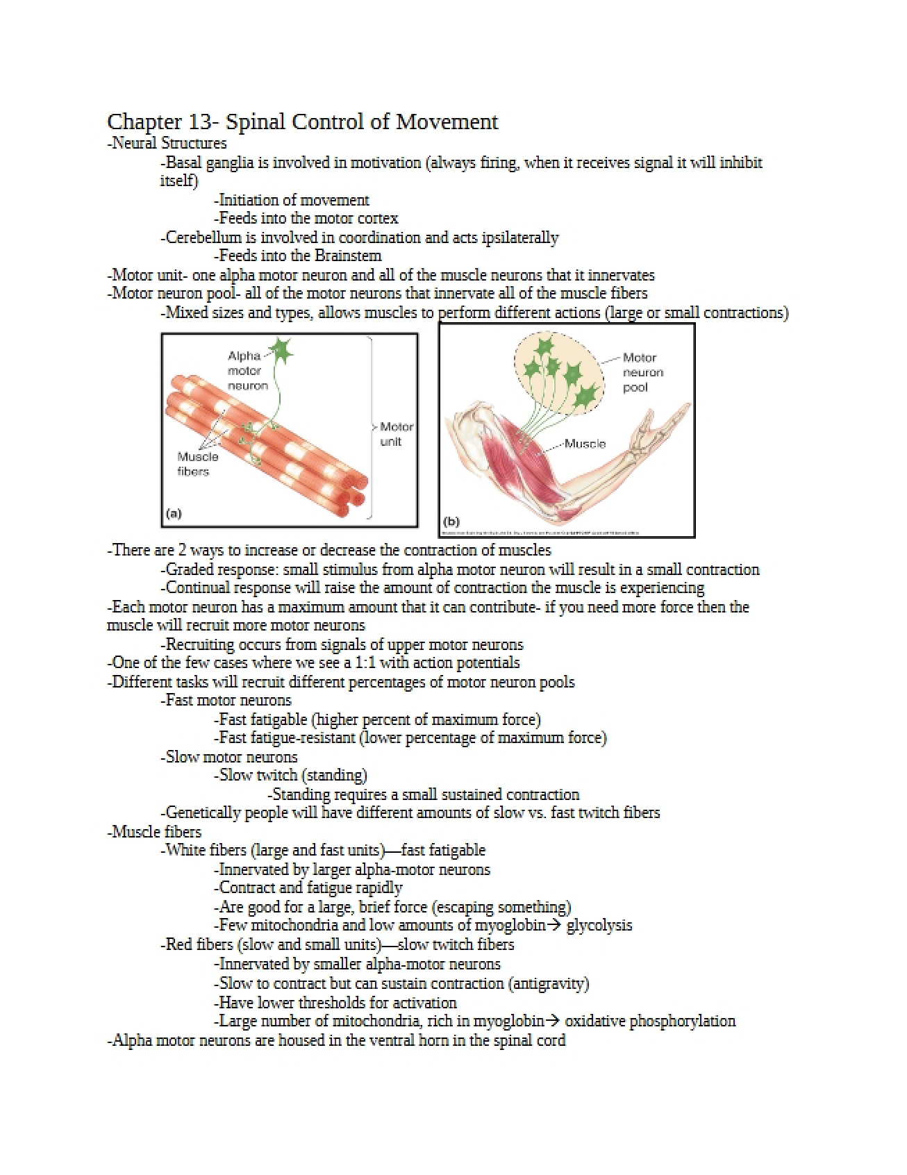 Thirteenth Chapter An Overview of the Spinal Control of Movement