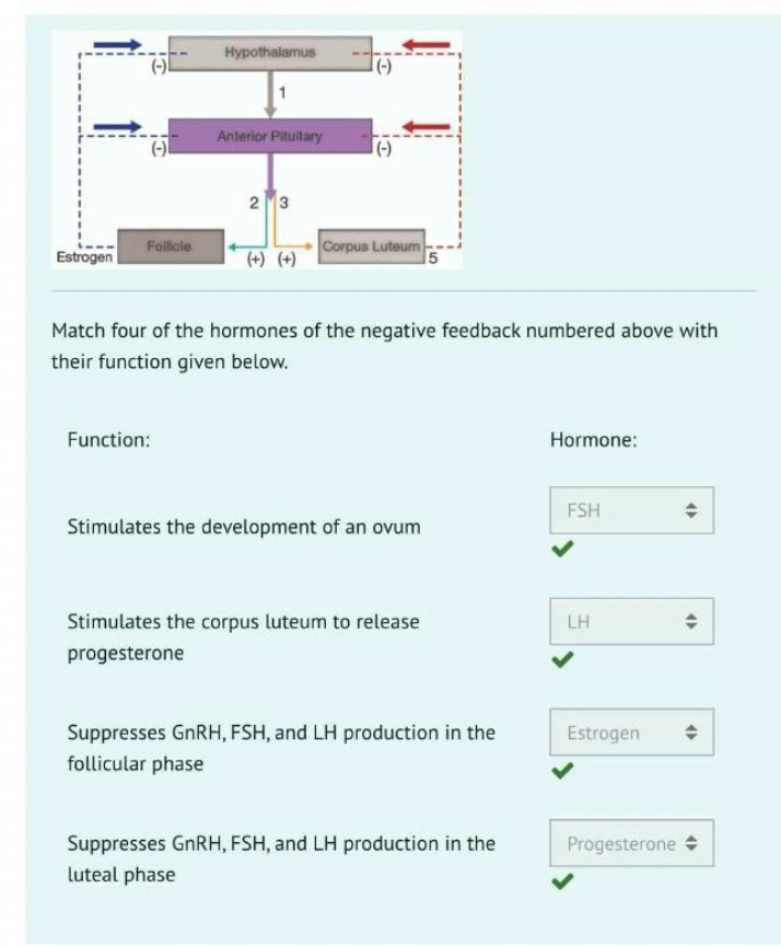 Ovulation and Feedback - Hormone Functions