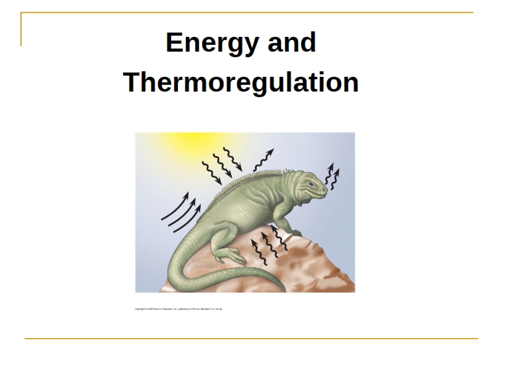 Energy and Thermoregulation (Bio 6A)