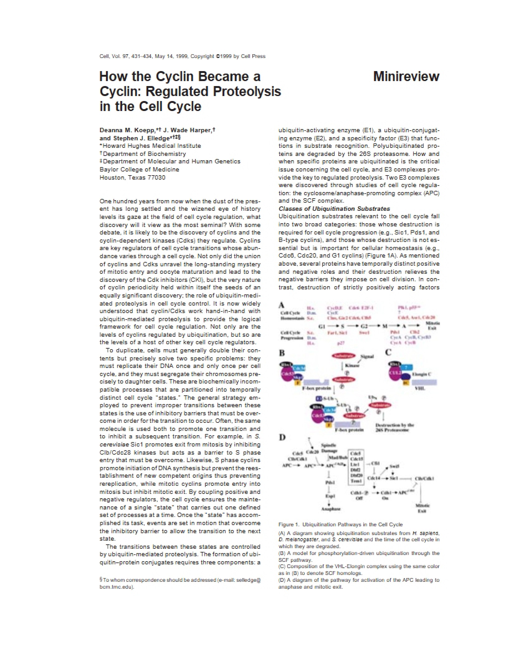 Cyclin History of a Minireview