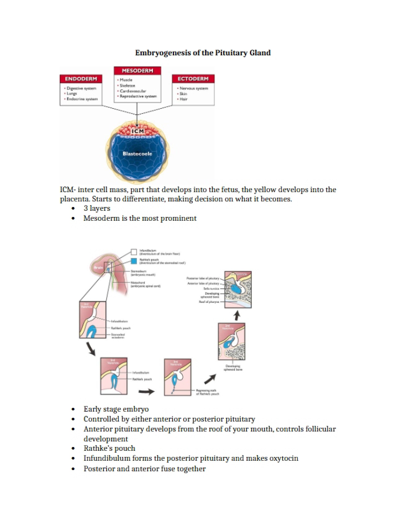 Notes on the Embryogenesis of the Pituitary Gland