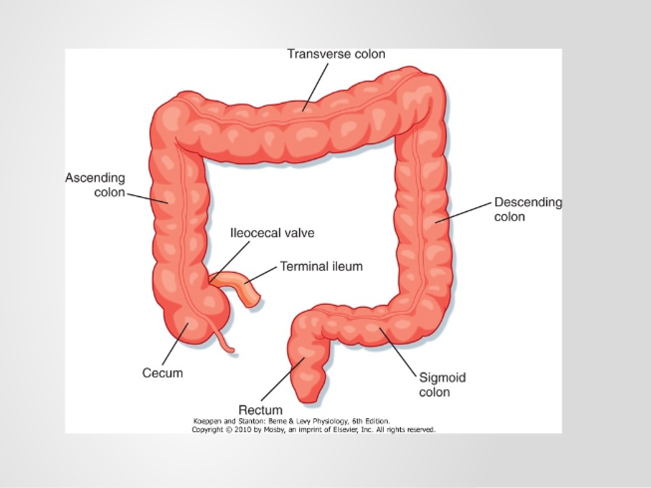 Phase of the Colon