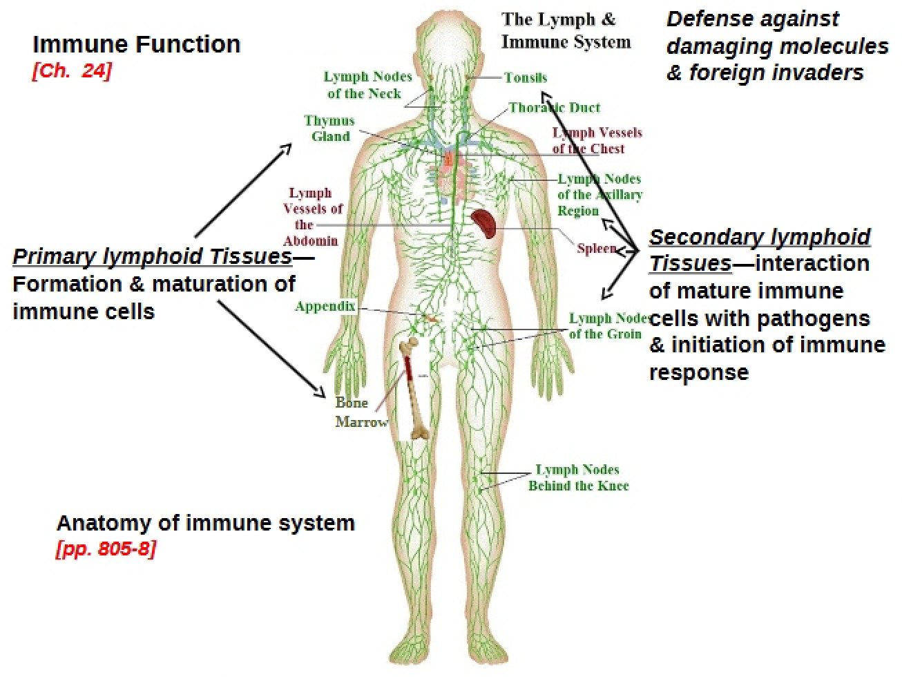 Immune System Notes (Nov 2014)