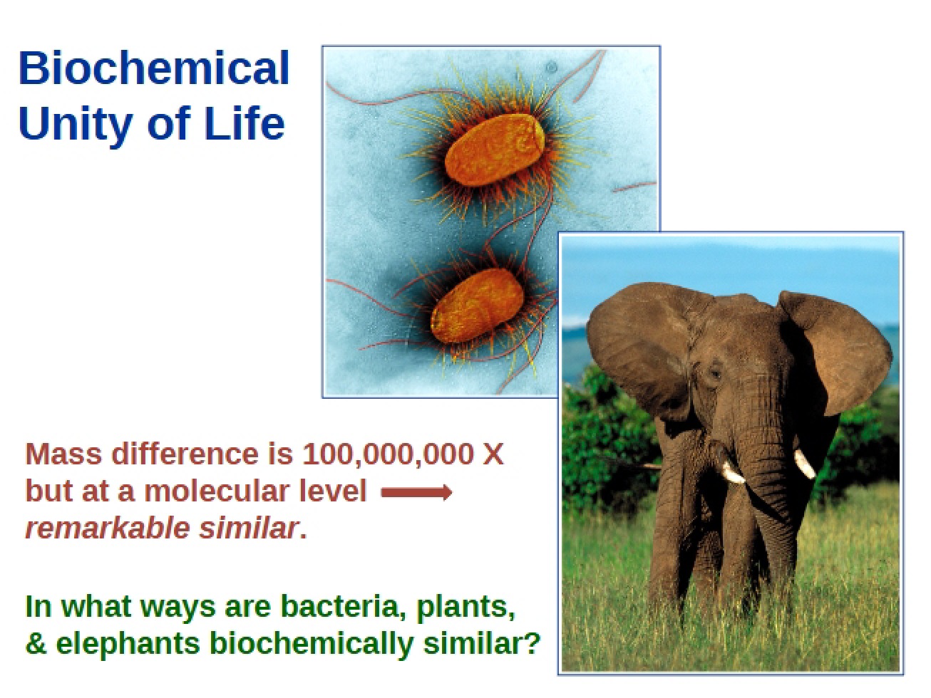 Biochemical Unity of Life