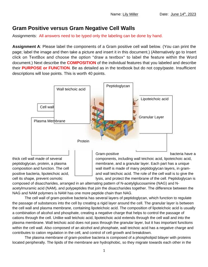 Cell Walls - Gram Positive vs Gram Negative