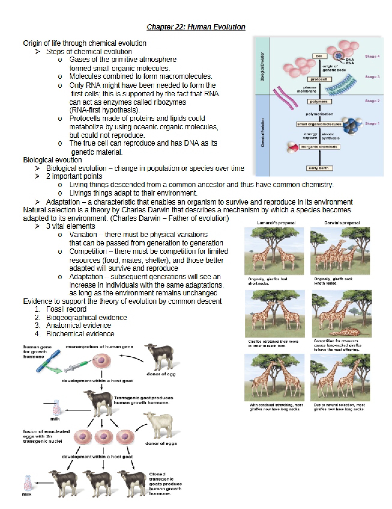 Human Evolution Chapter 22