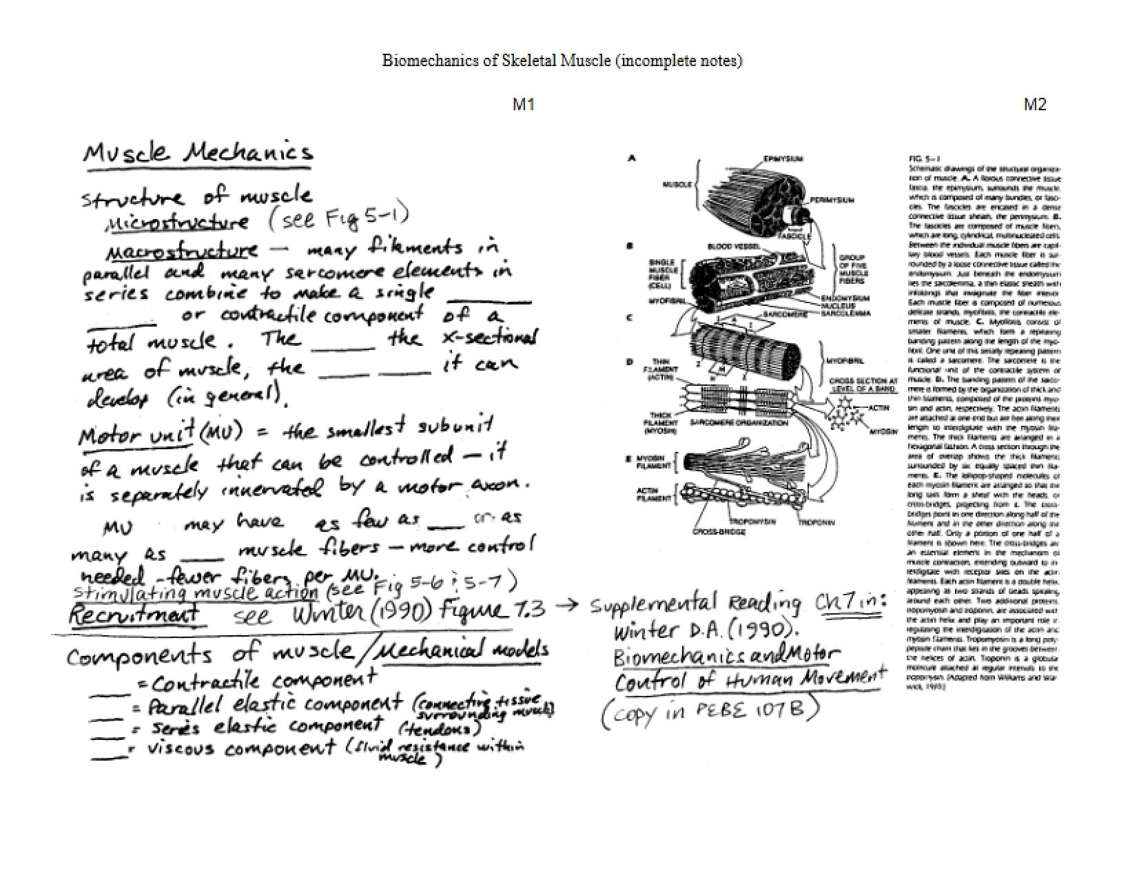 Lecture Notes Skeletal Biomechanics