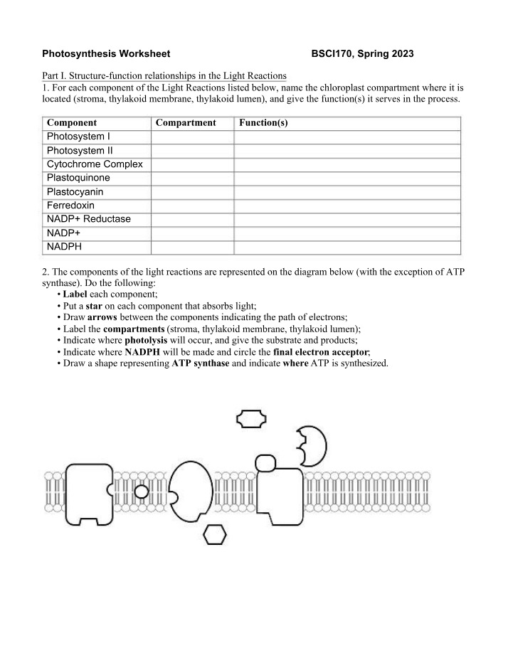 Worksheet on Photosynthesis