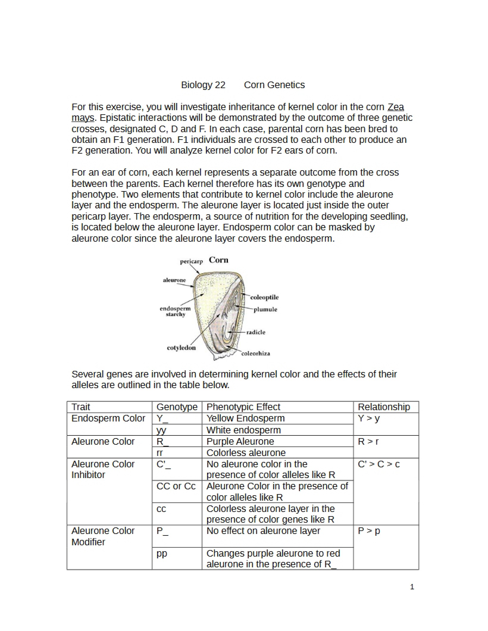 Corn Genetics (Biology 22)