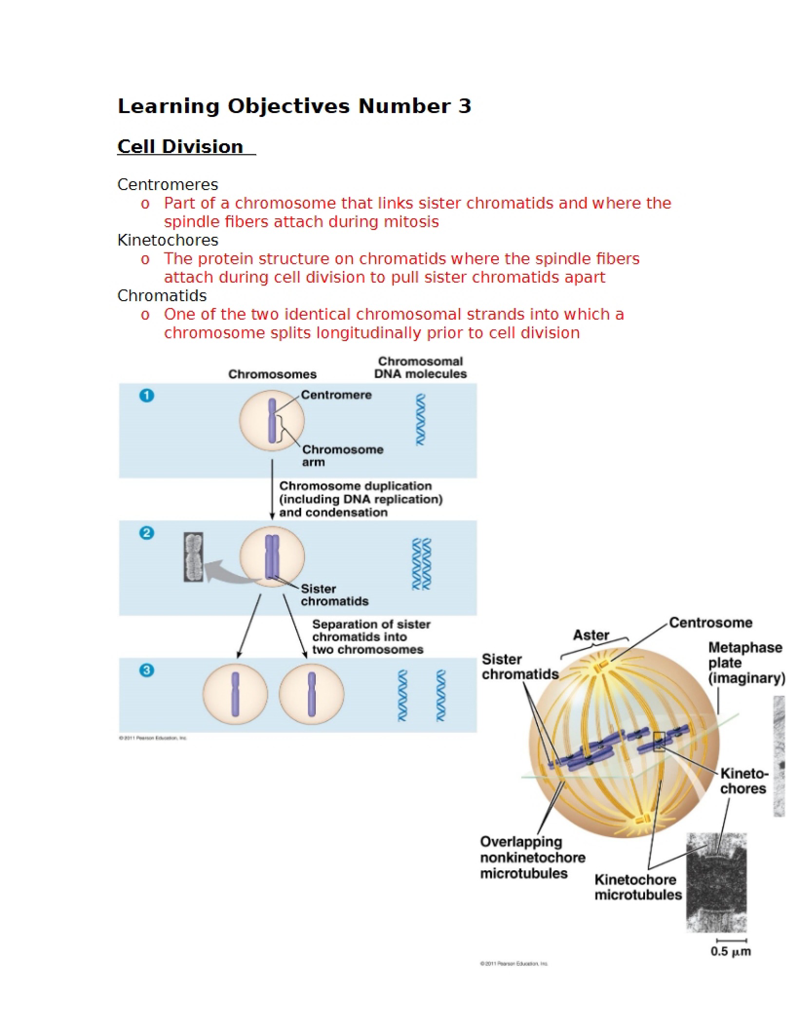 Process of Cell Division