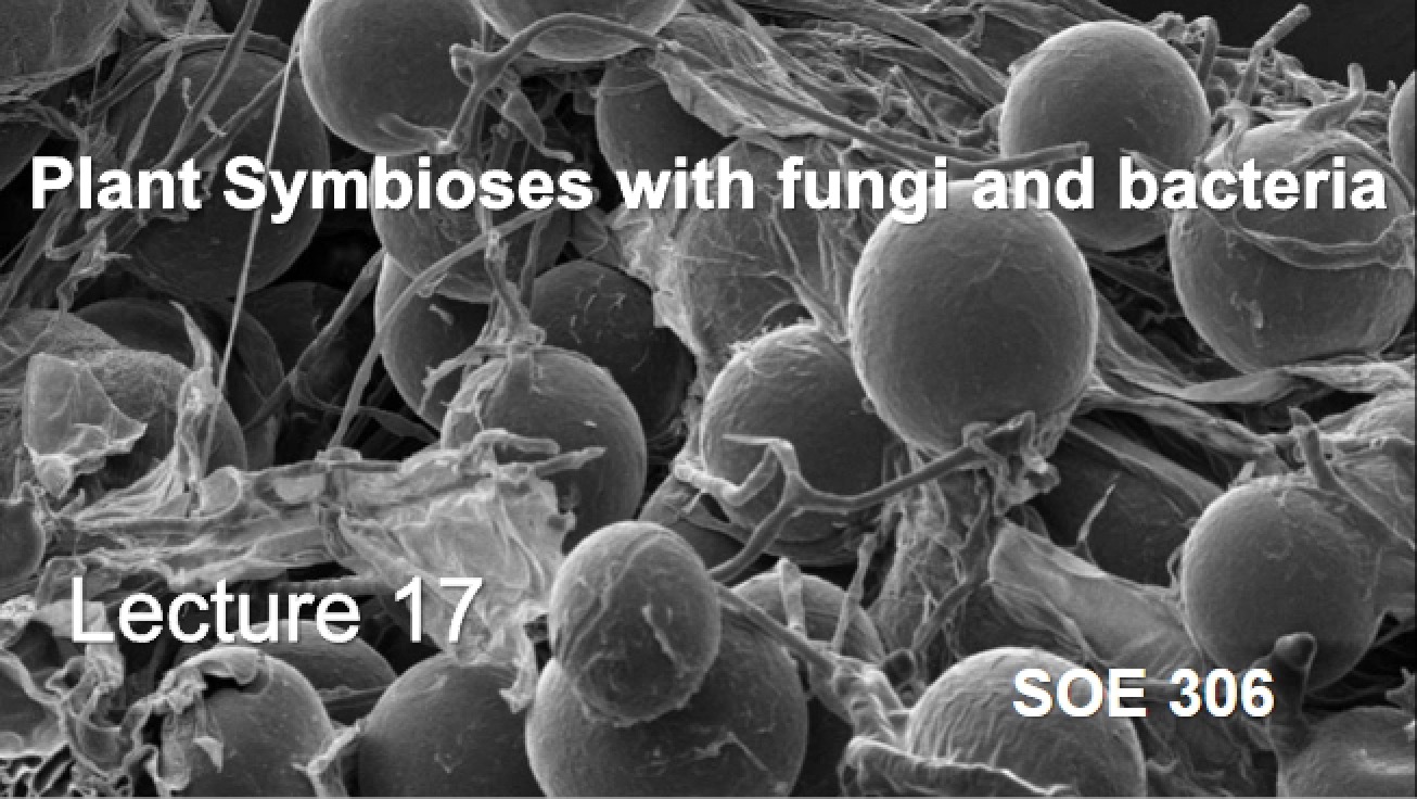 Fungi and Bacteria Plant Symbioses