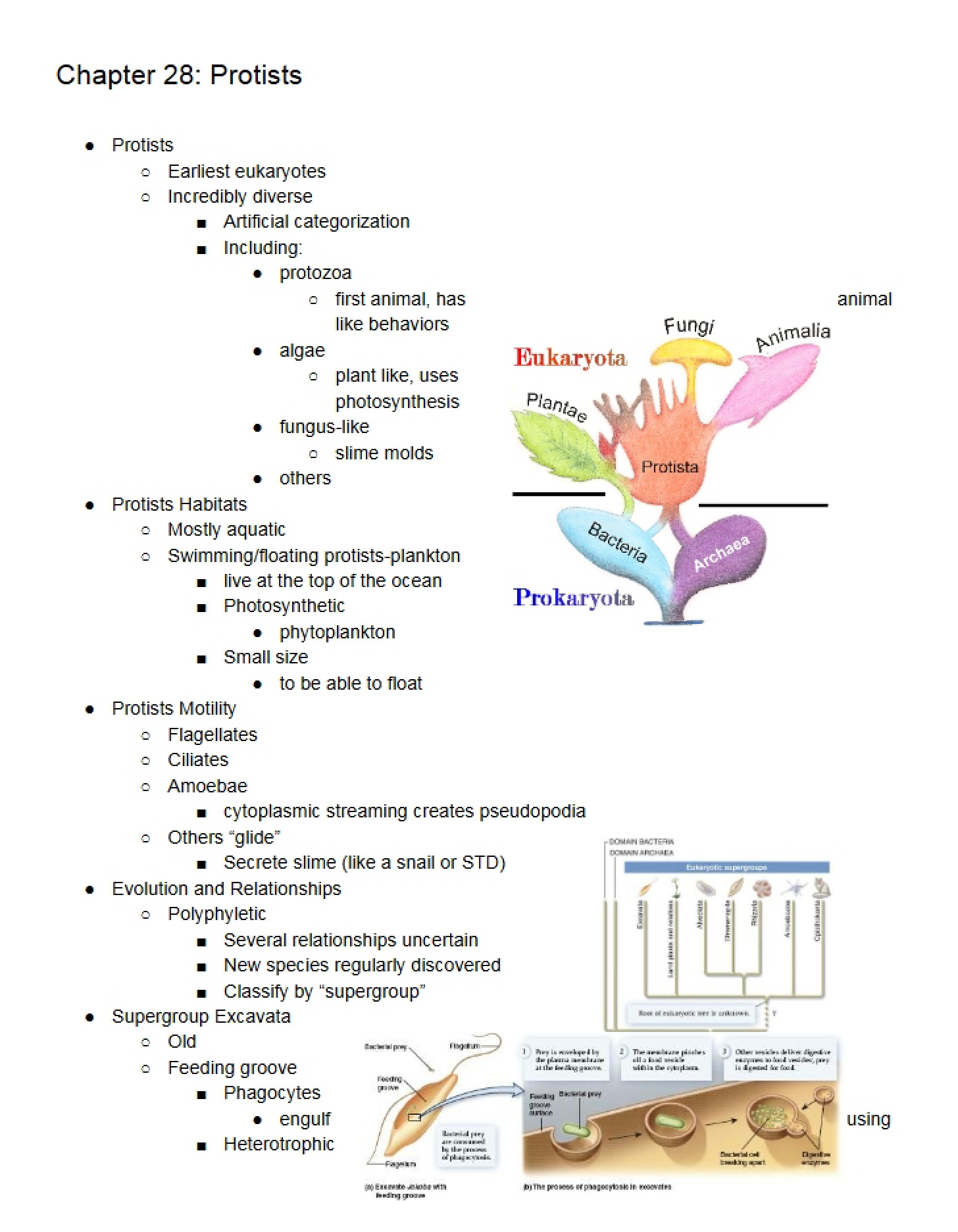 Protists - Chapter Twenty-Eight