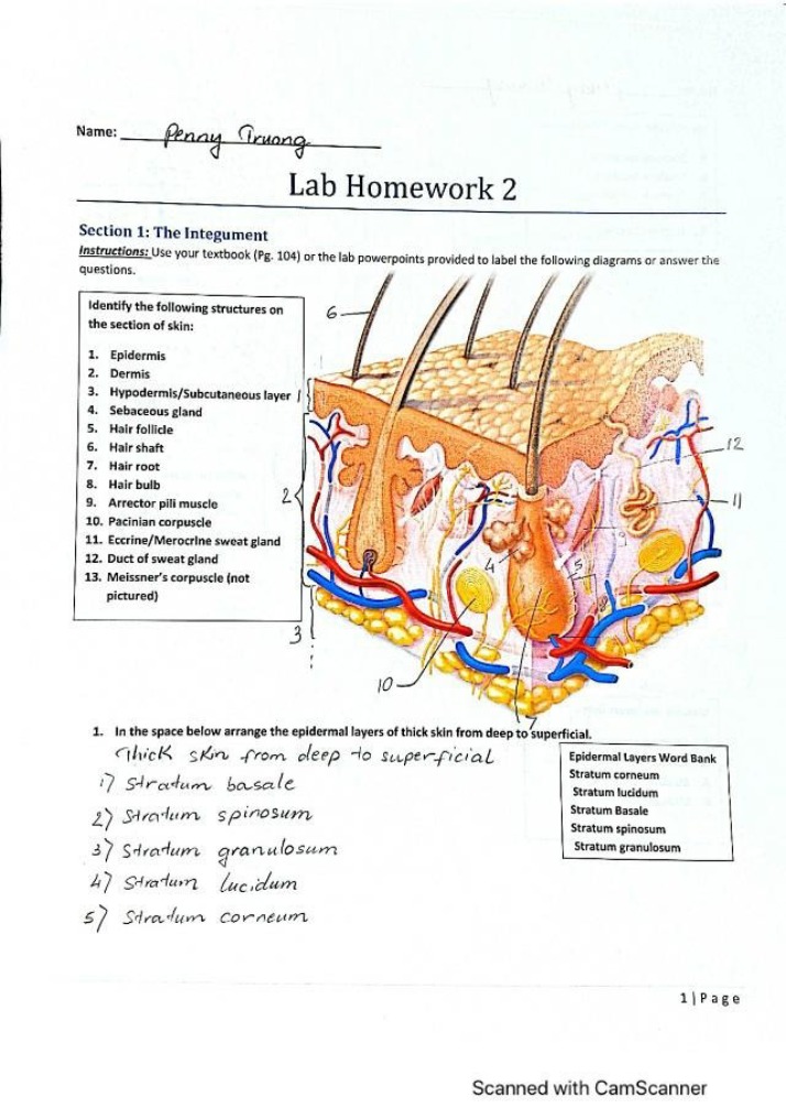 The Integument - Lab Homework 2