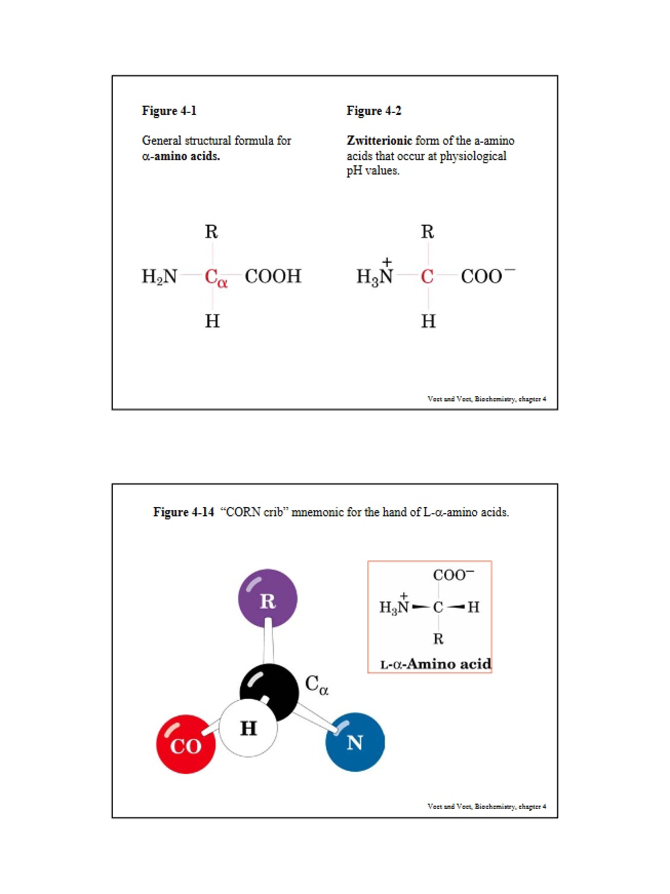 Study of Amino Acids