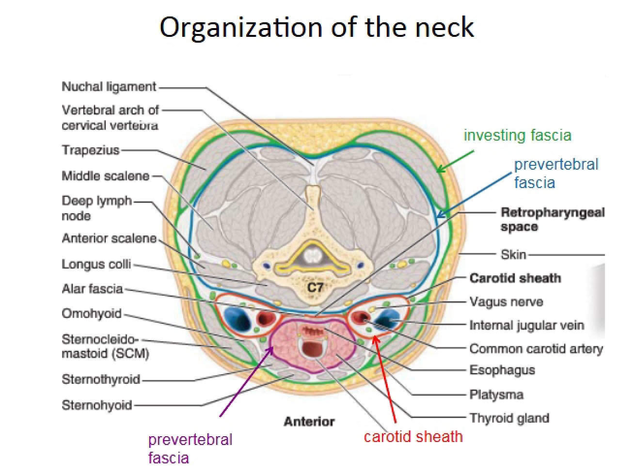 Neck Organization