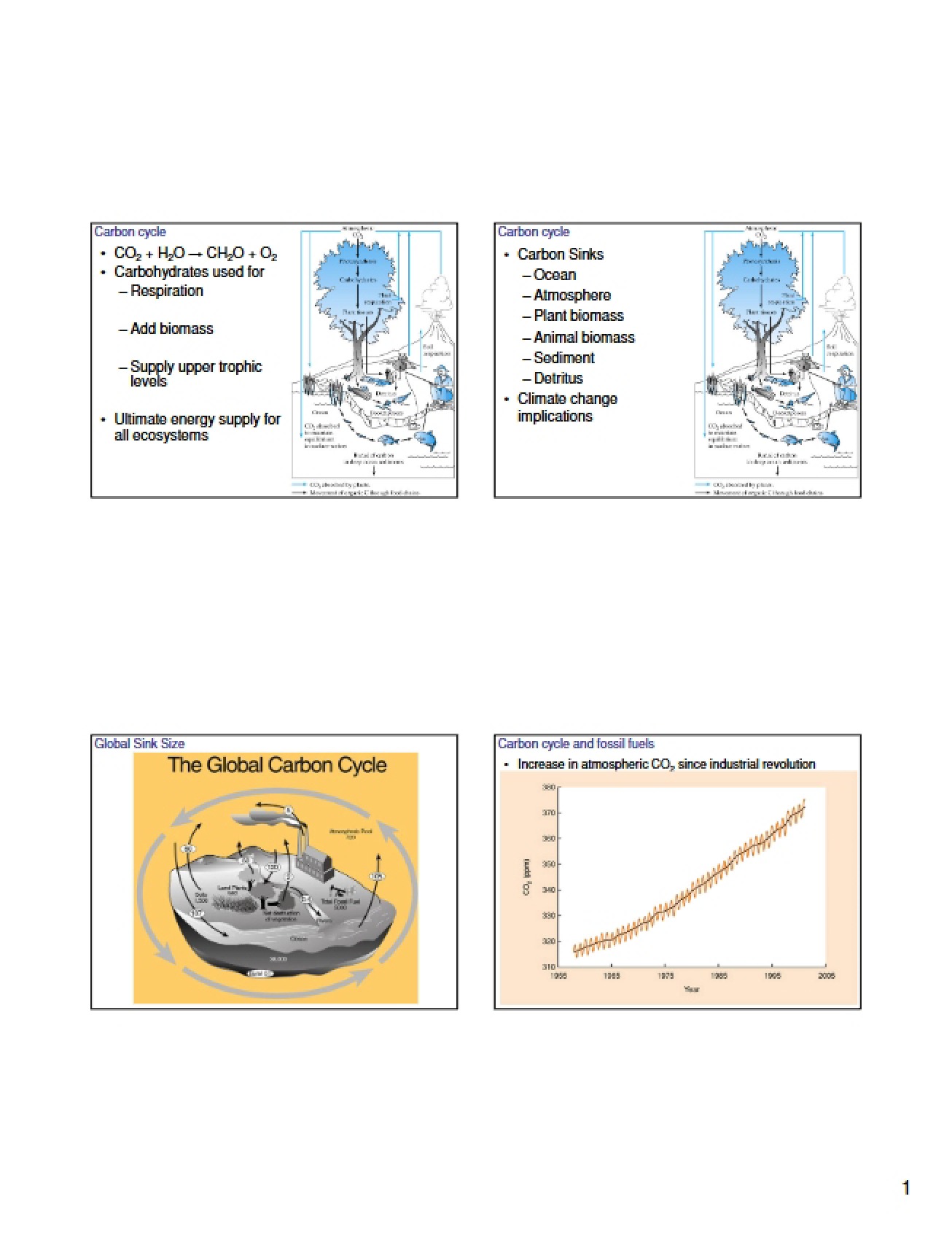 Global Carbon Cycle