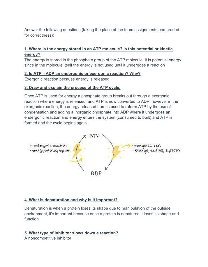 ATP Cycle, Reactions, and Energy Storage