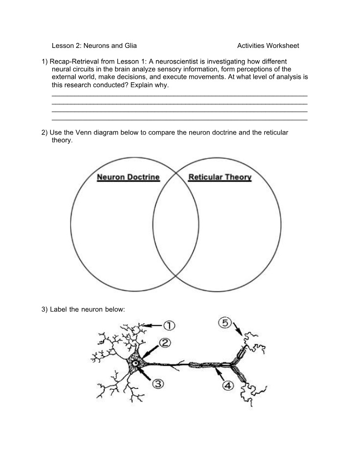 Worksheet on Neurons and Glia Activities