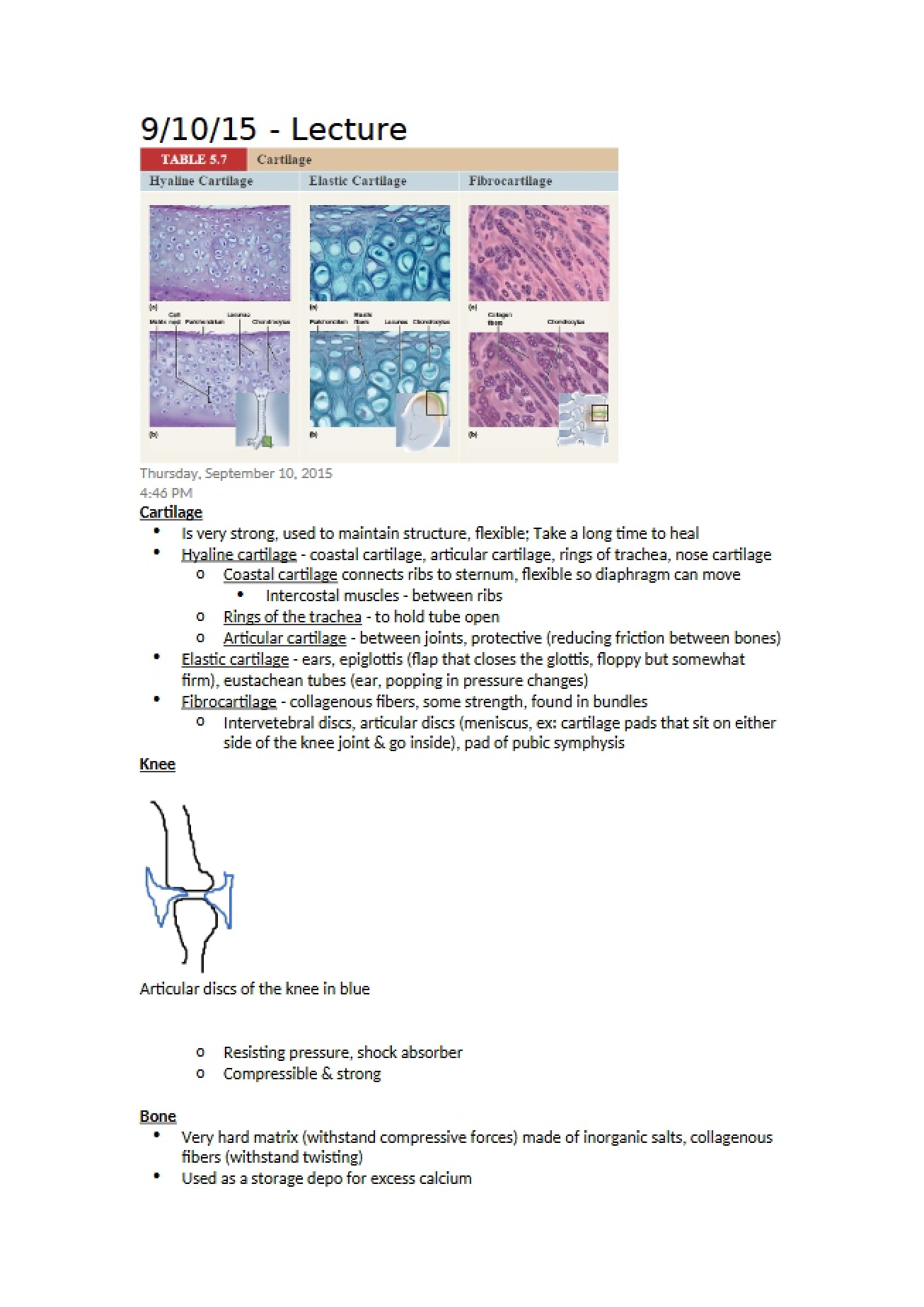 Anatomy of Cartilage