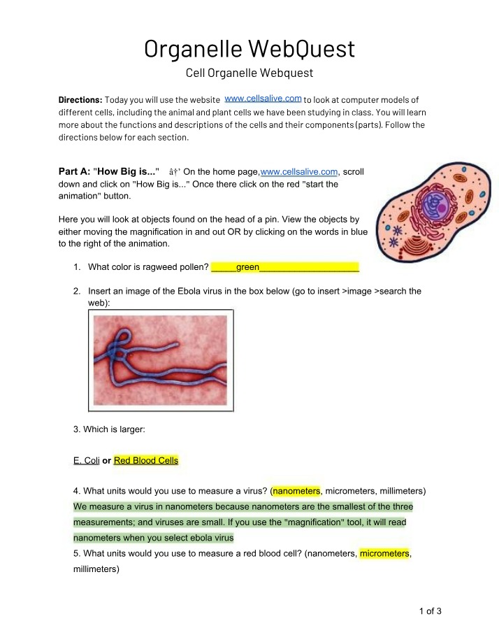 Organelle WebQuest Answer Key