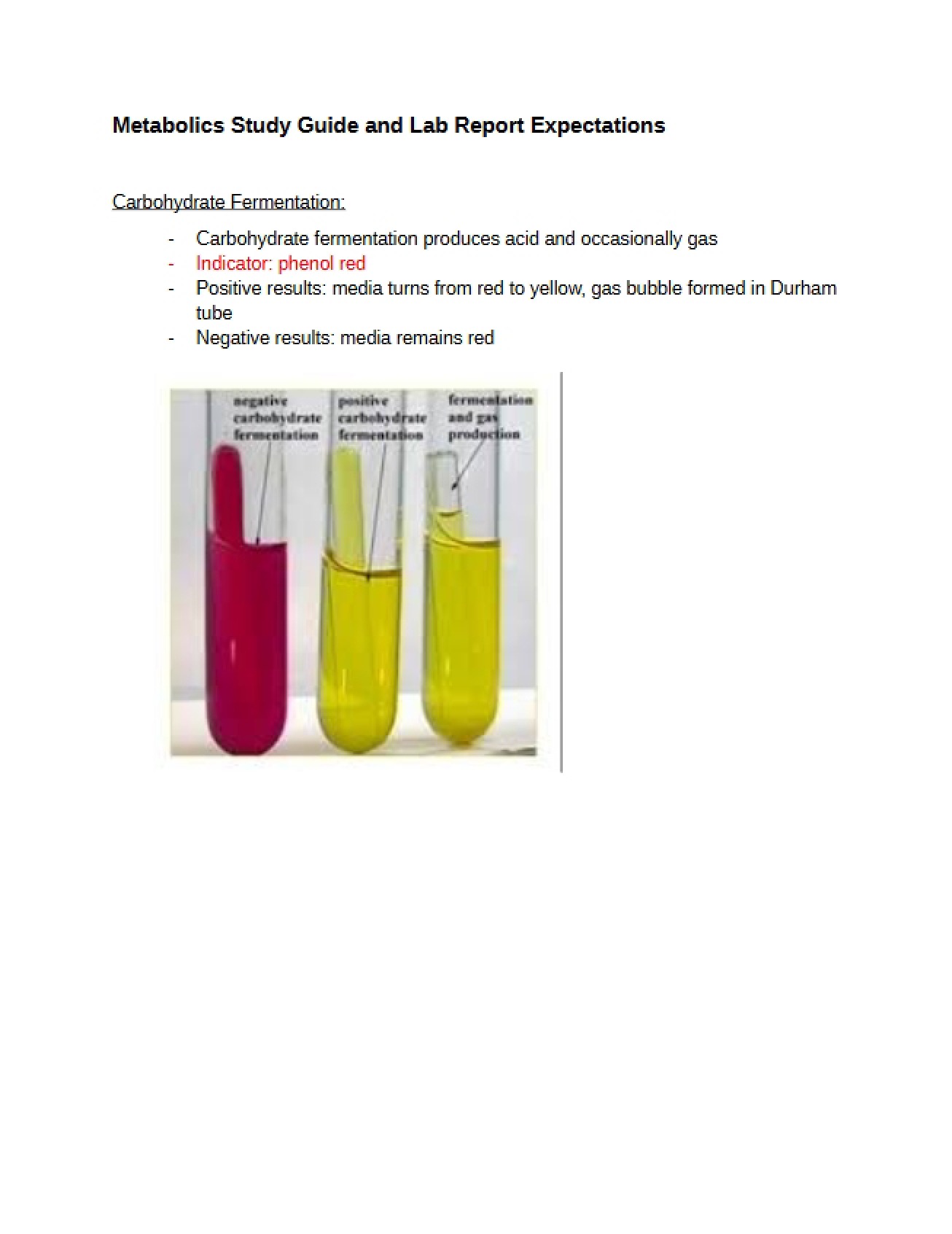 Lab Report Expectations and Metabolics Guide